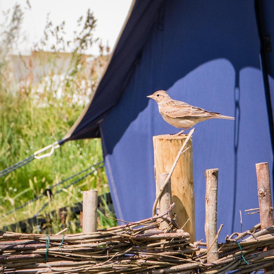 The Sea Forts Cornwall Luxury tent *